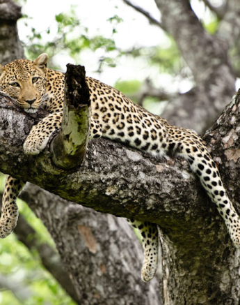 Tree Leopard Tree Leopard