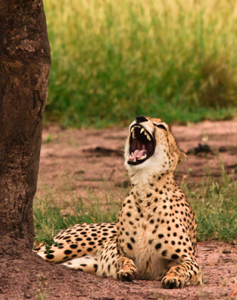 Cheetah Yawn