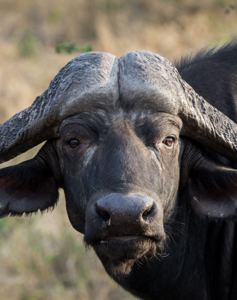 Buff Bull Buff Bull