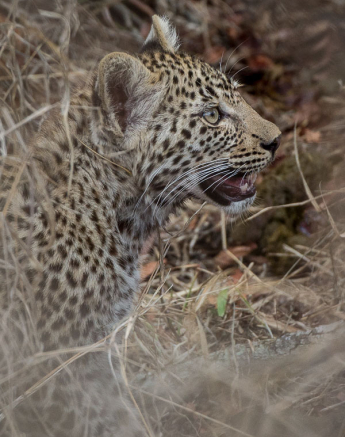 Mike Palmer Nottins Cub 1 Mike Palmer Nottins Cub 1