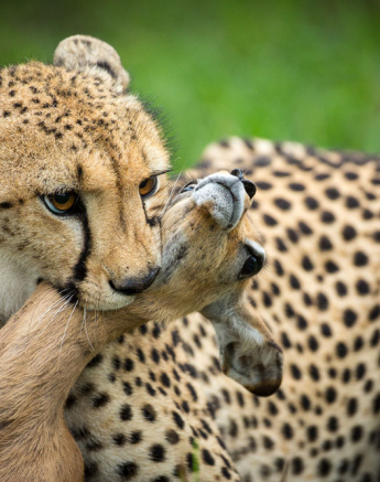 Lance Cheetah Kill 7 1 Lance Cheetah Kill 7 1