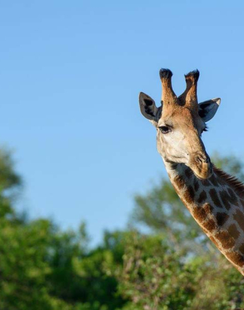 Mike Palmer Giraffe Mike Palmer Giraffe