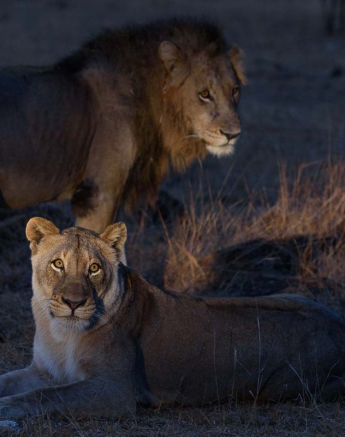 Mike Palmer Mating Lions 280815 1 Mike Palmer Mating Lions 280815 1