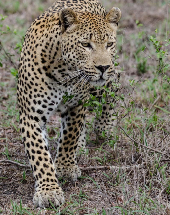 03Mike L Max Stalk 3