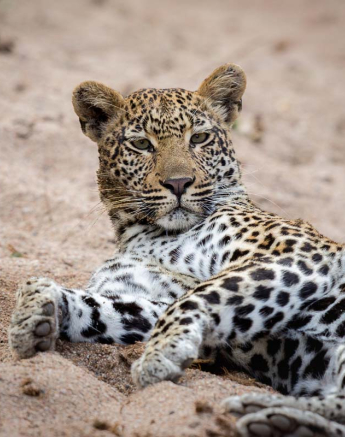 07Pravir Patel Leopard03 020316 07Pravir Patel Leopard03 020316