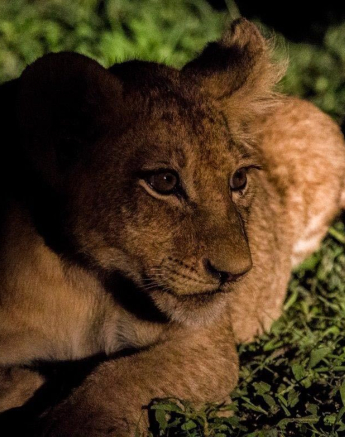 09Kevan Dobbie SP Cub13 Final 09Kevan Dobbie SP Cub13 Final