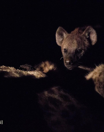 31Kevan Dobbie Hyena 001 Final