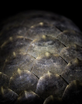 Franscois Rosslee Pangolin1 1 Of 1 Final 1