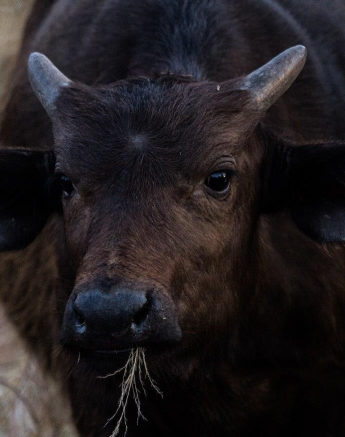 02Kevan Dobbie Buffalo Calf 2707 Final 02Kevan Dobbie Buffalo Calf 2707 Final