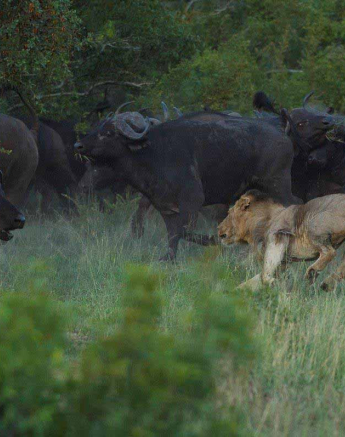 14Terry Ennever Avoca 18218 2 Final