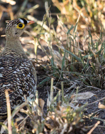 08Kevan Dobbie Sandgrouse 100518 Final 08Kevan Dobbie Sandgrouse 100518 Final