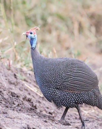02Frederik Aucamp Helmeted Guineafowl 16 05 2019 Final