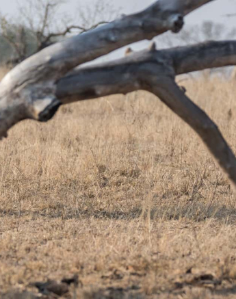 07Kevin Van Der Linde Secretary Bird 18092018 Final 07Kevin Van Der Linde Secretary Bird 18092018 Final