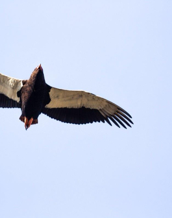 03Frederik Aucamp Bateleur Eagle 05 05 2019 Final 03Frederik Aucamp Bateleur Eagle 05 05 2019 Final