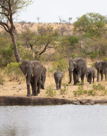 39Louise Murray Elpehants 14102019 Final