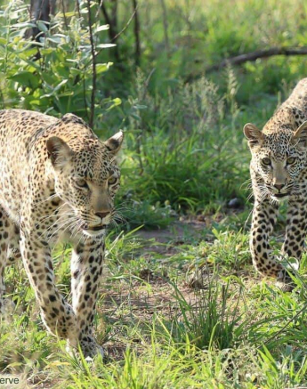 24Marco Vietti Kigelia 1 031120 Final