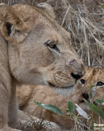 29Graeme Stewart Styx Female And Cub 160721 Final