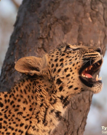 A31Tyron Van Der Walt Ntsumi Cub 090821 1 Final