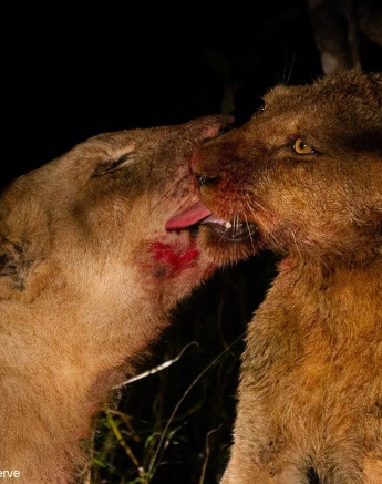 A24Daniel Greyvenstein Styx Pride Blue Wildebeast Kill 200526 2 3 Final A24Daniel Greyvenstein Styx Pride Blue Wildebeast Kill 200526 2 3 Final