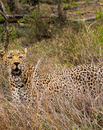 18andries Leopard.dewane 181120 2 Final 18andries Leopard.dewane 181120 2 Final