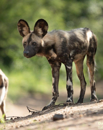 A07Daniel Greyvenstein Wild Dogs 291122 1 Final