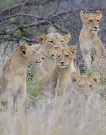Southern Pride Southern Pride