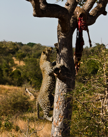 Arboreal Acrobat 3 Arboreal Acrobat 3
