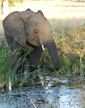 Elephant Elephant