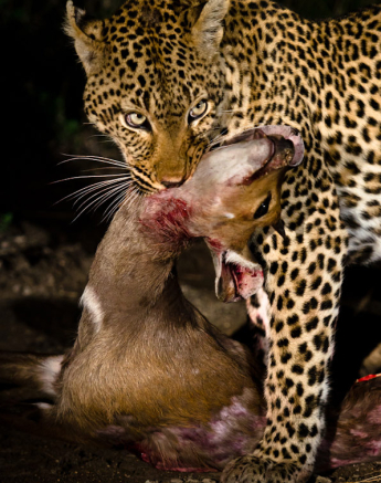 Leo Kill In Mouth Leo Kill In Mouth