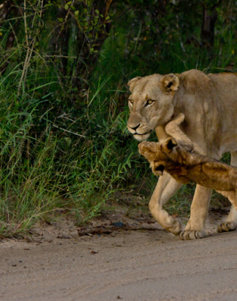 Cub Dance 1 Cub Dance 1
