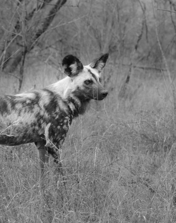 Mike L Wild Dogs 2 Mike L Wild Dogs 2
