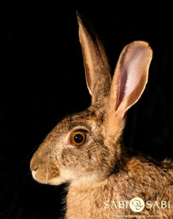 11001756 813394545374865 8674227409844913167 N