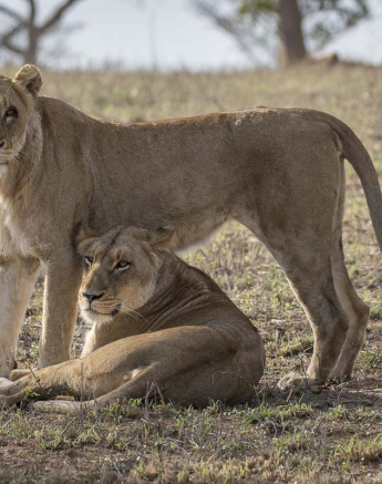 19Kyle SP Lioness Komba 3 19Kyle SP Lioness Komba 3