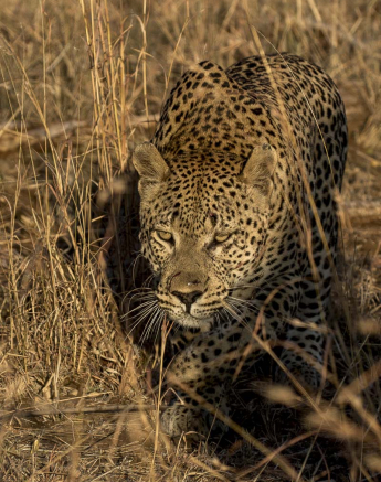 04Kyle Max Territory 9