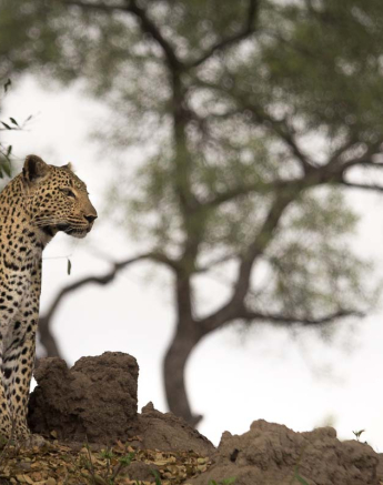 10Kosie Lategan Leopard01 10Kosie Lategan Leopard01