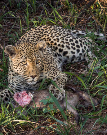 13Franscois Rosslee Wdw1