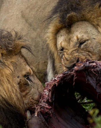 25Pravir Patel Lion01 150316