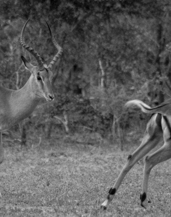 23Tayla McCurdy Impala 8 May 16 3 Of 4 23Tayla McCurdy Impala 8 May 16 3 Of 4