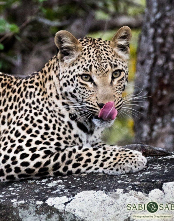 33Greg Heasman Ntsumi