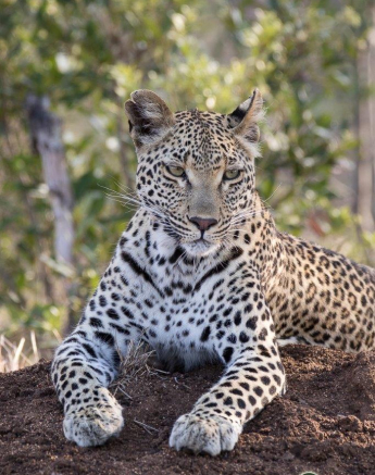 09Franscois Rosslee Ntsumi1 1 Of 1 Final