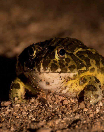 22Franscois Rosslee Bullfrog 1 Of 1 Final 22Franscois Rosslee Bullfrog 1 Of 1 Final