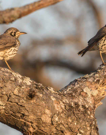 29Kyle 22 July Ground Scrapper Thrush 2 Final