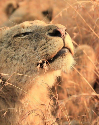 6 Ally Ross Mhangeni 16082018 2 Final