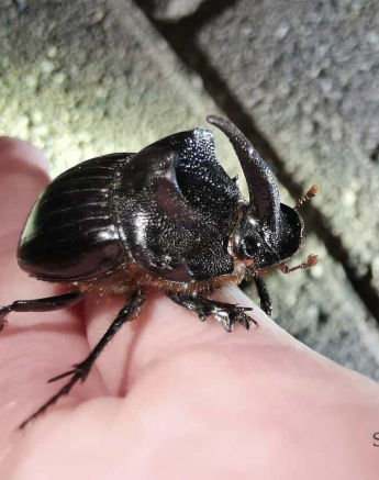 25Kerry Lee Roberg Rhino Beetle Final