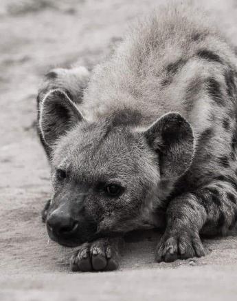 38Kevan Dobbie Hyena 120519 Final