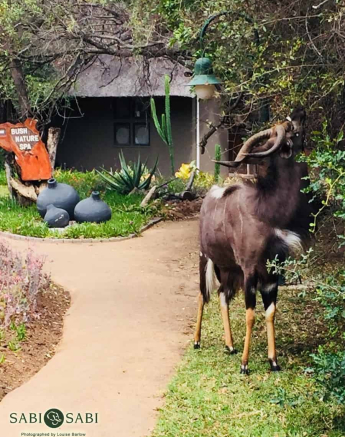 09Louise Barlow Nyala Bush Spa Final