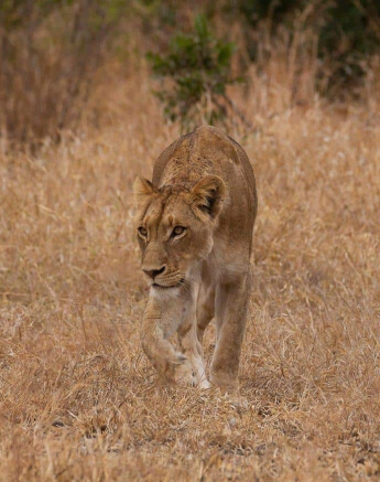 21Louise Murray Sp 29082019 3 Final