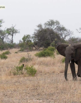 33Kevin Van Der Linde Elephant 26102019 Final 33Kevin Van Der Linde Elephant 26102019 Final