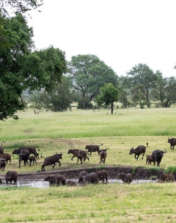 A09ronald Mutero Buffalo 19012021 2 Final