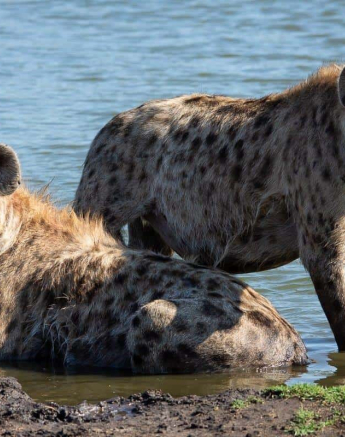 51Kerry Lee Roberg Mojaji261118.2 Final